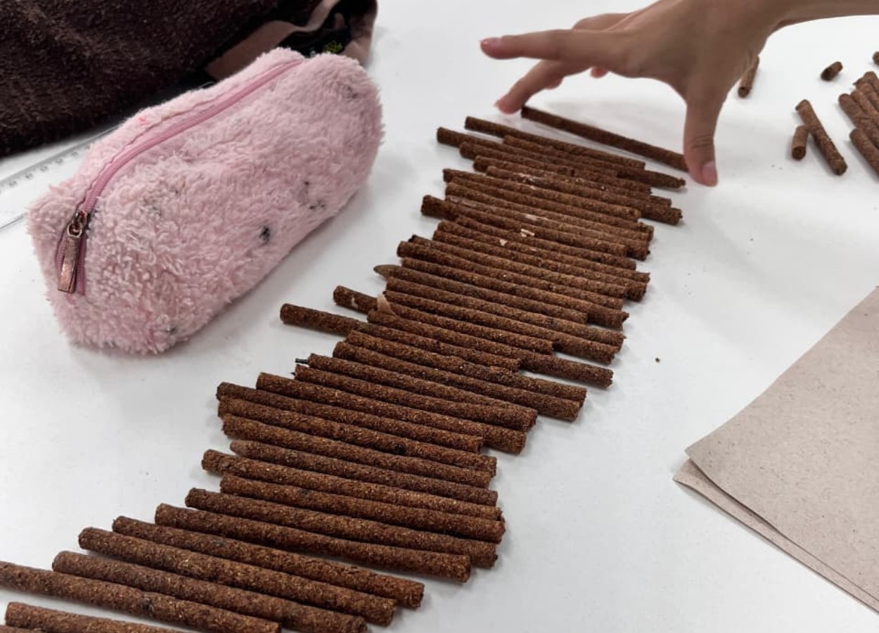 Estudantes da rede estadual criam lápis sustentáveis que viram plantas após o uso em Pernambuco