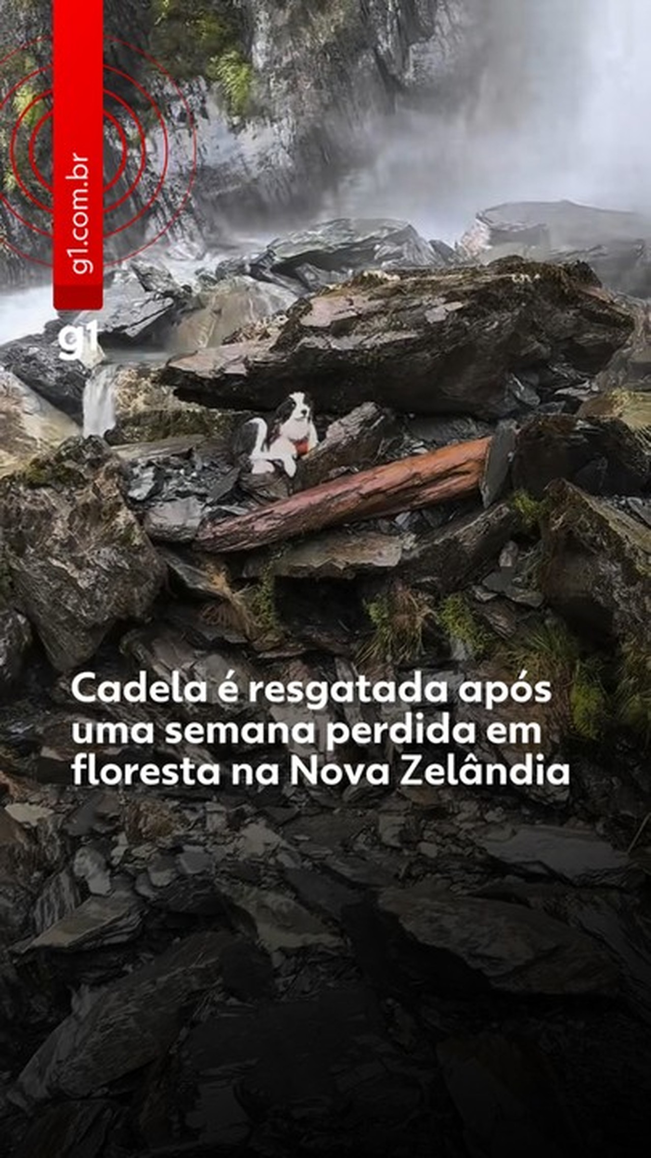 Cadela é resgatada após uma semana perdida em floresta na Nova Zelândia; VÍDEO