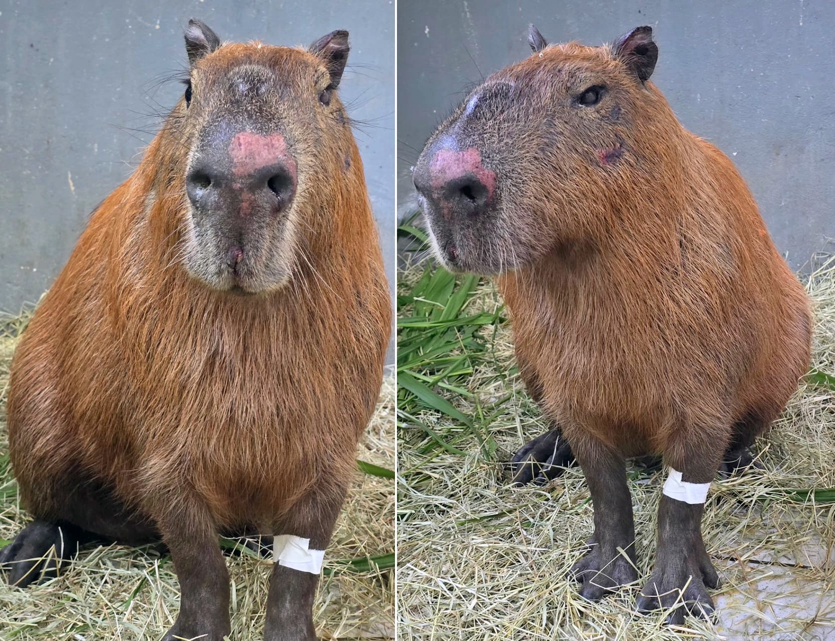 Capivara espancada na Zona Norte do Rio apresenta melhora, diz veterinário