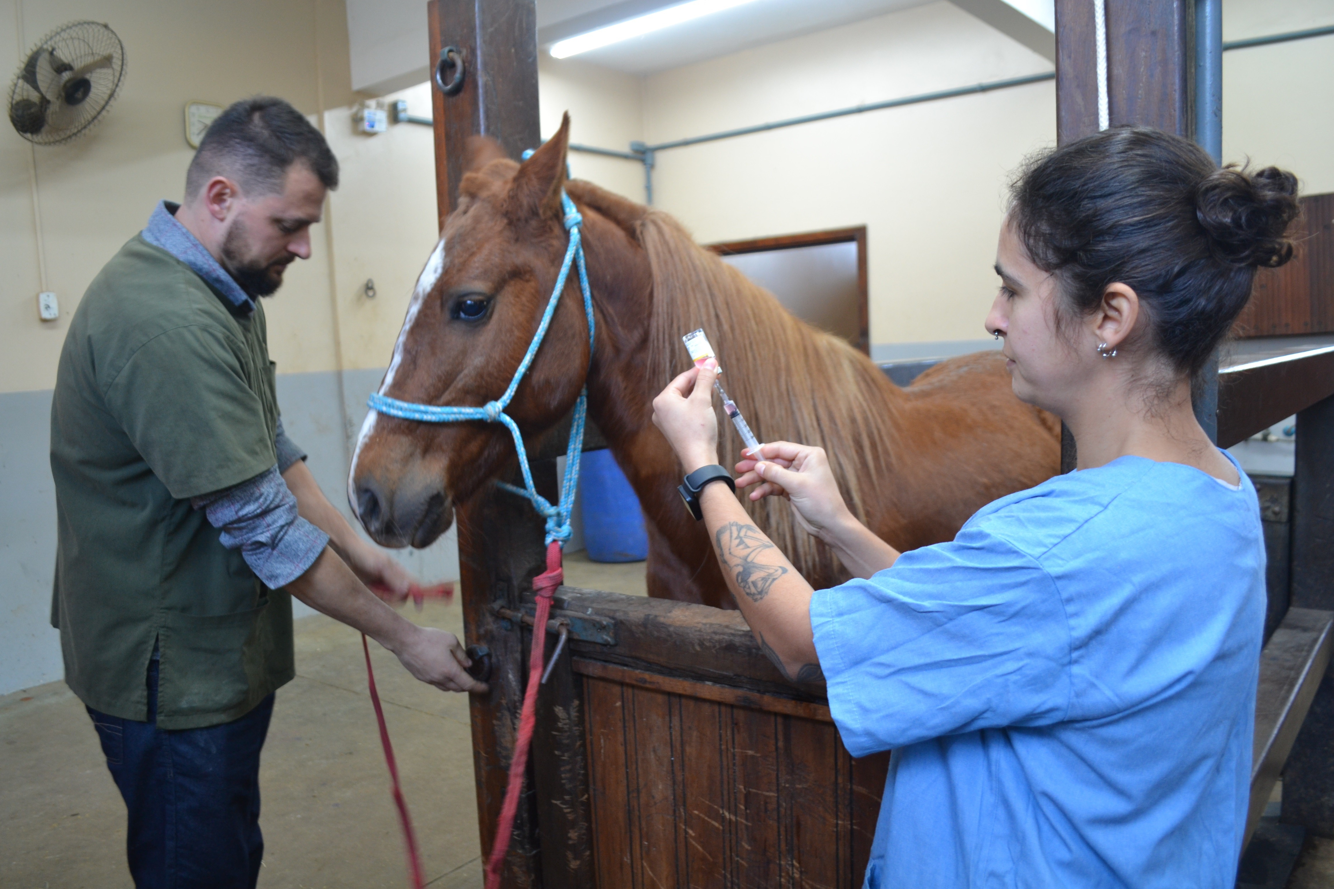 Lembra dele? Cavalo Caramelo está saudável e já ganhou 40 kg desde o resgate, dizem veterinários