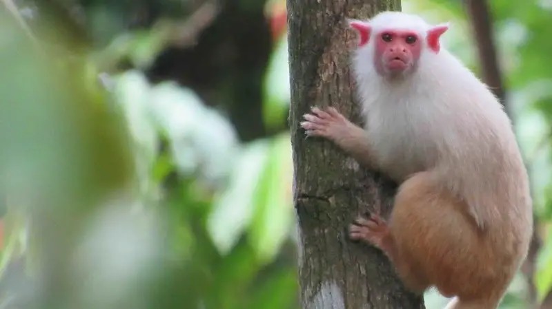 A corrida contra o tempo para descobrir espécies da Amazônia antes que desapareçam