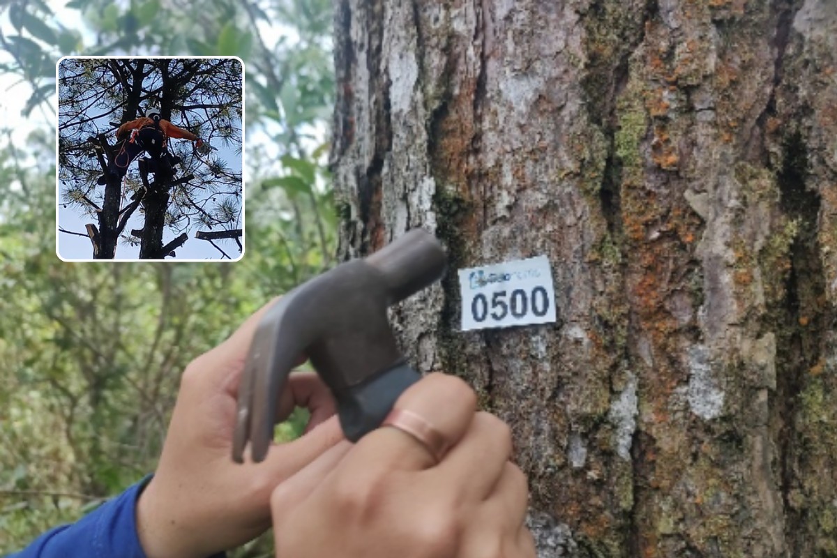 Árvore invasora: remoção de espécie recupera 40 hectares de Mata Atlântica na Serra do Mar