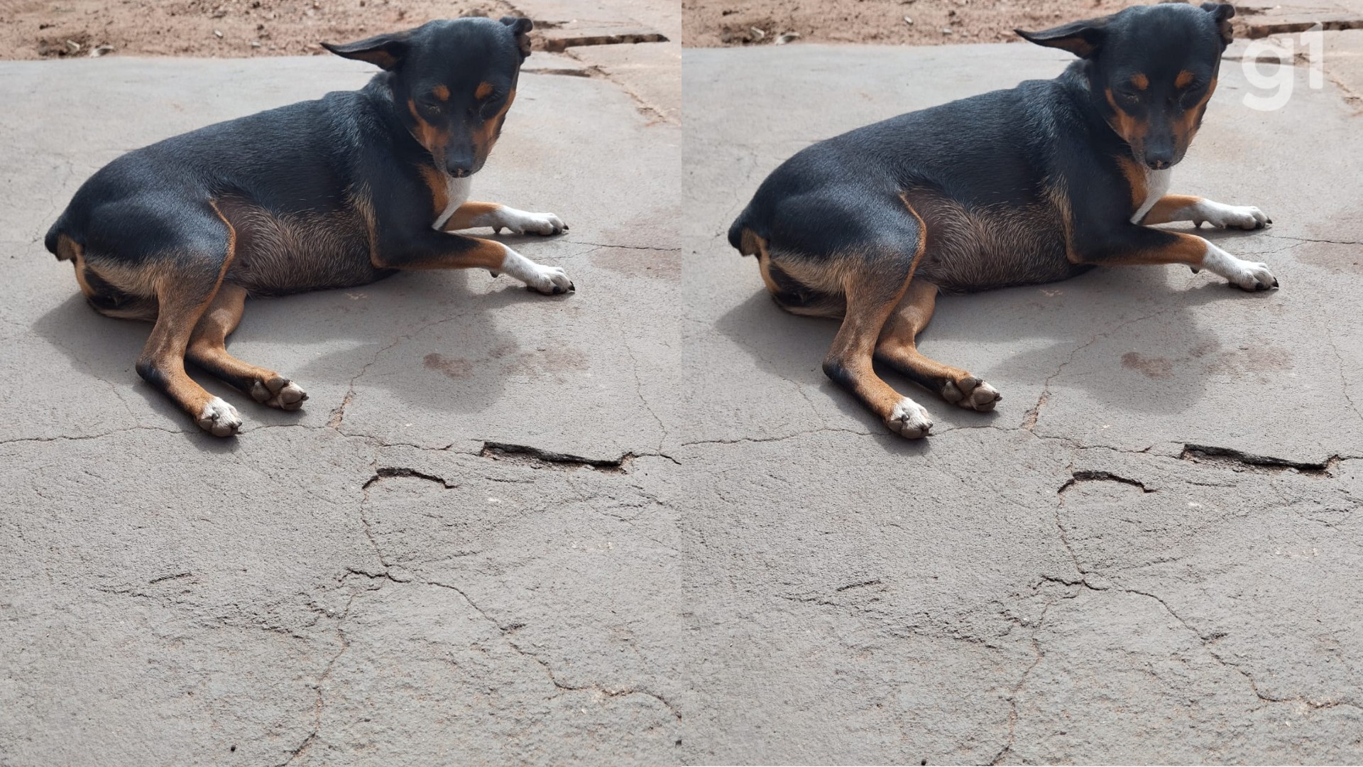 Cadela morre após ser atropelada na calçada de casa em Imperatriz; VÍDEO