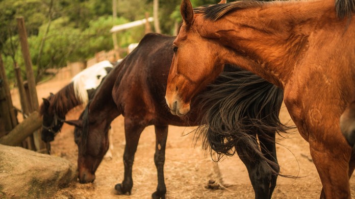 ONG resgata cavalos no Uruguai, onde abates aumentam rapidamente