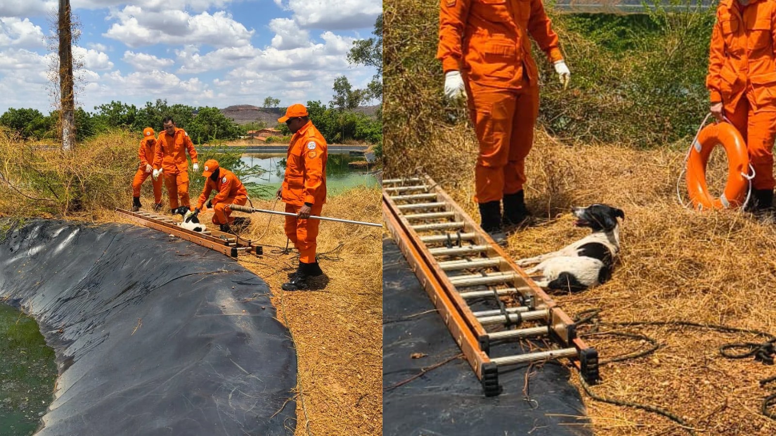 Três cães são resgatados após caírem em estrutura com água contaminada no PI