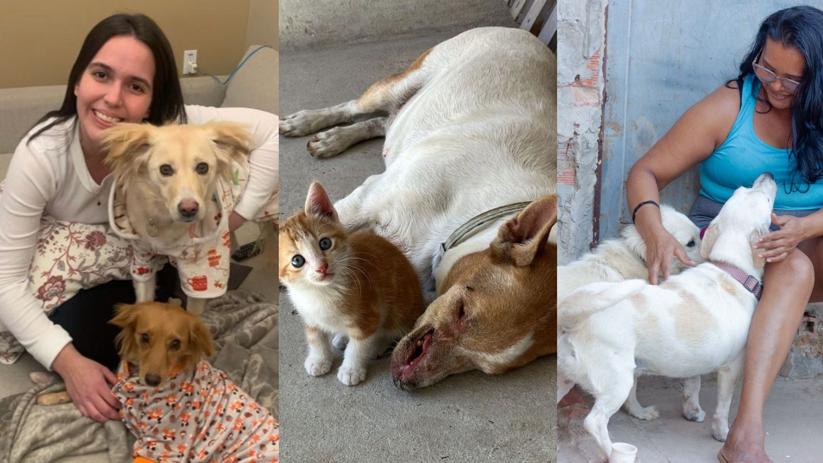 Protetora que mora no exterior mantém resgates de animais abandonados no Piauí: 'vale a pena quando vejo eles saudáveis'