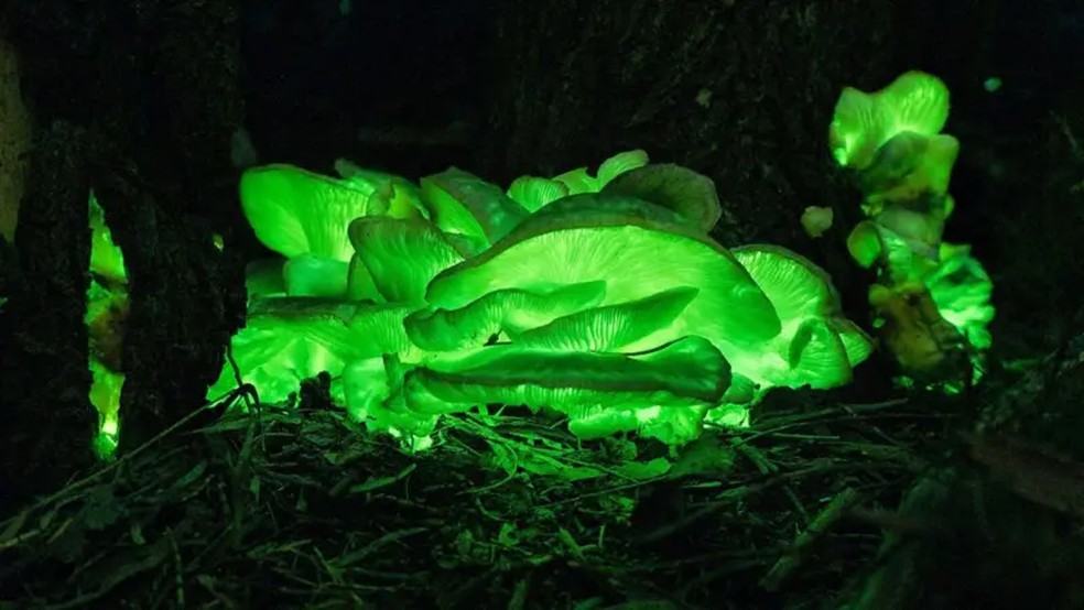 Na região de Illawarra, na Austrália, um tour noturno revela fungos-fantasmas, centelhas-do-mar e criaturas minúsculas iluminando a escuridão — Foto: David Finlay