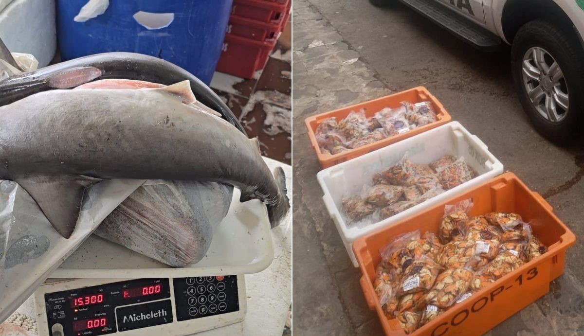 Tubarões ameaçados de extinção são encontrados à venda em mercado de peixes