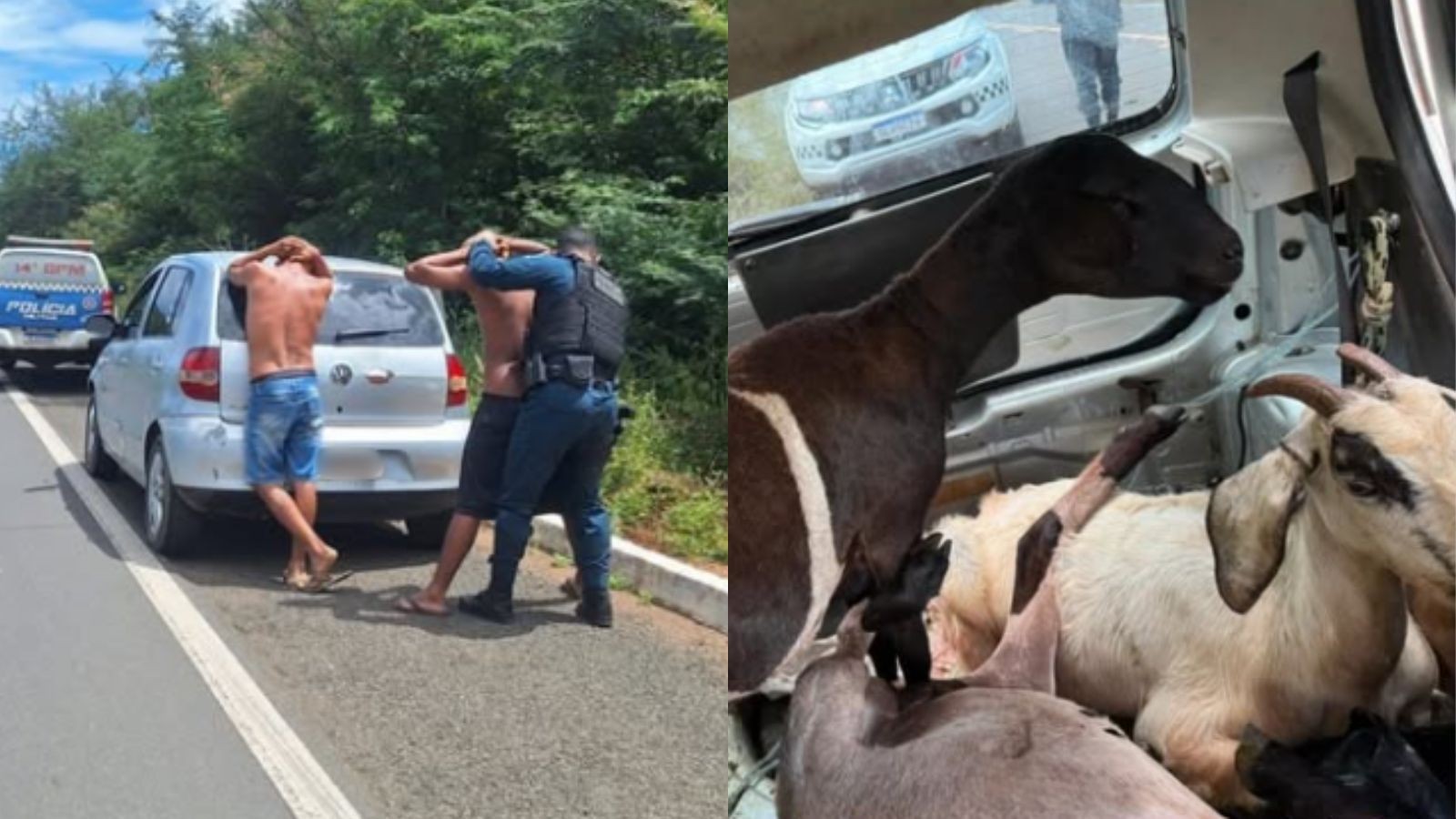 Duas ovelhas e duas cabras furtadas são encontradas vivas dentro de porta-malas de carro no Piauí