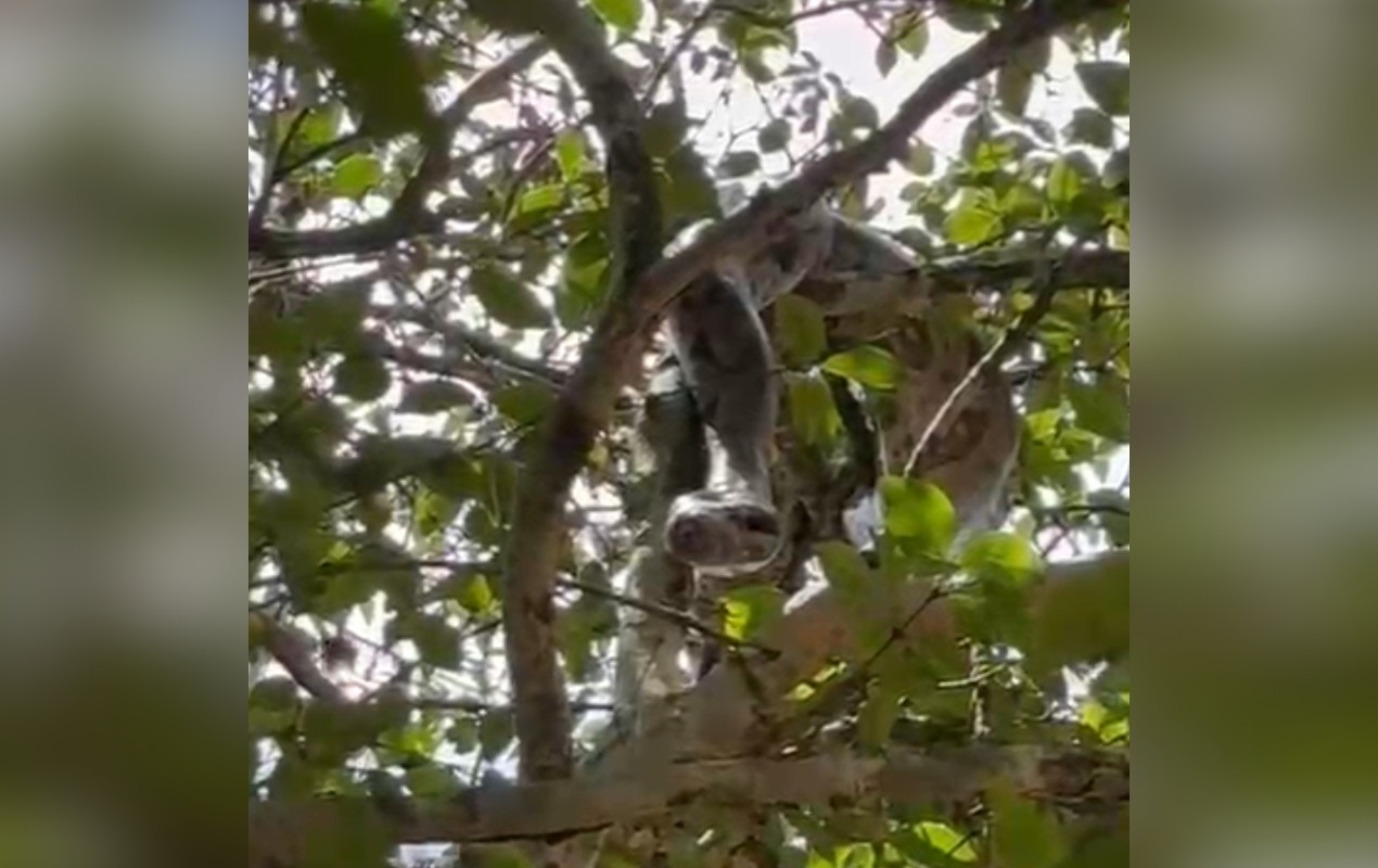 VÍDEO: morador flagra jiboia 'descansando' em tronco de árvore; entenda o comportamento