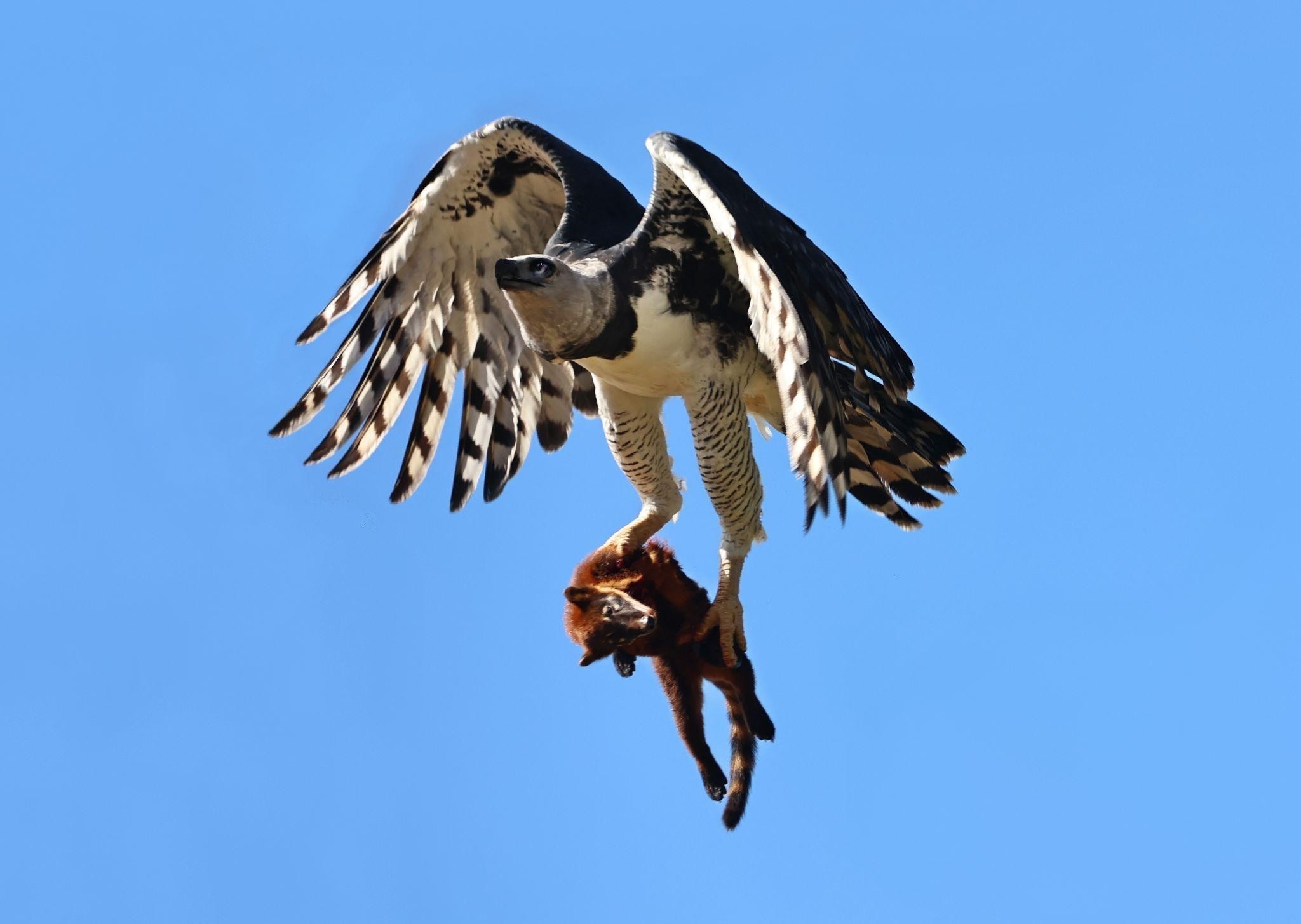 Maior águia das Américas é flagrada devorando presa em registro inédito na Bahia