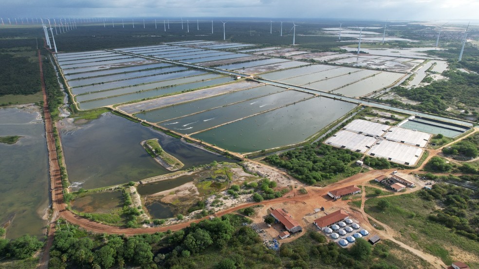 Fazenda de produção de camarão no interior do Rio Grande do Norte — Foto: ABCC/Cedida