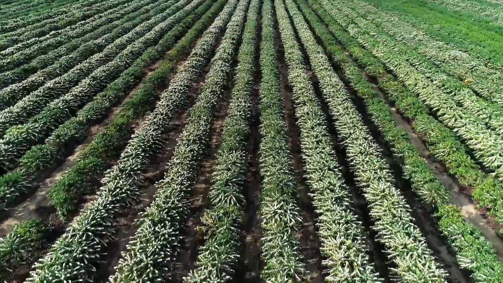Florada de café no Espírito Santo — Foto: Reprodução/TV Gazeta