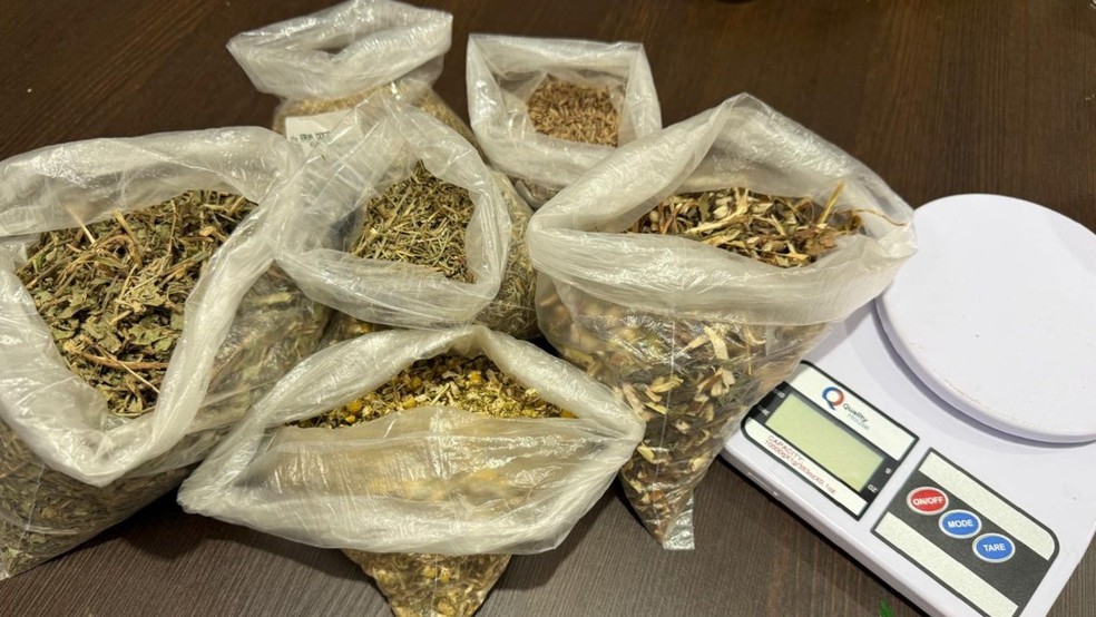A horta inclui plantas como hortelã, babosa, guaco, poejo e eucalipto. — Foto: Escola Estadual de Campo Heronides Araújo