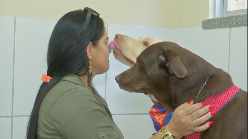 Mel (ao fundo) e Zeus foram levados pela tutora Glória Maria para doar sangue em uma clínica veterinária de Fortaleza — Foto: Reprodução/TV Globo