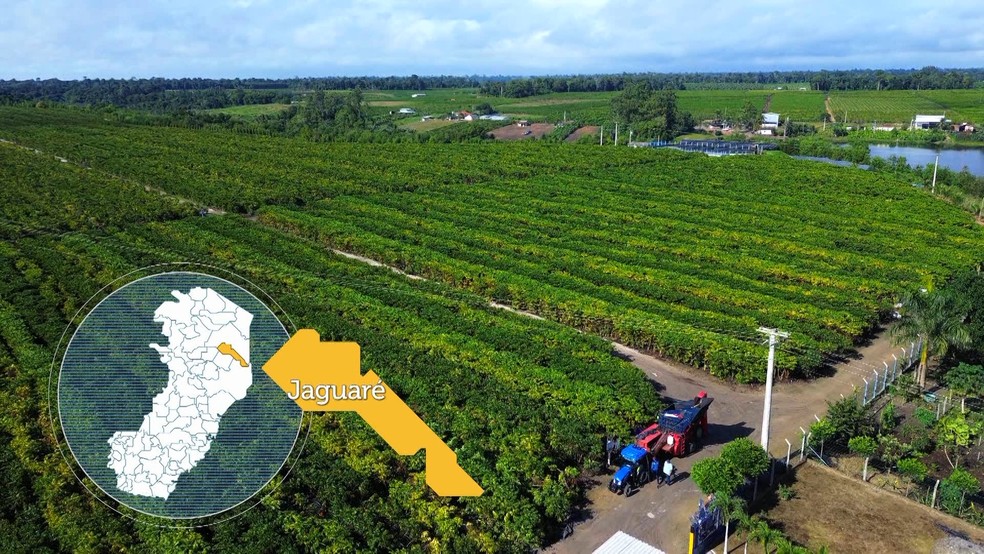Plantação de uvas no meio dos cafezais em Jaguaré, no Espírito Santo — Foto: Reprodução/TV Gazeta
