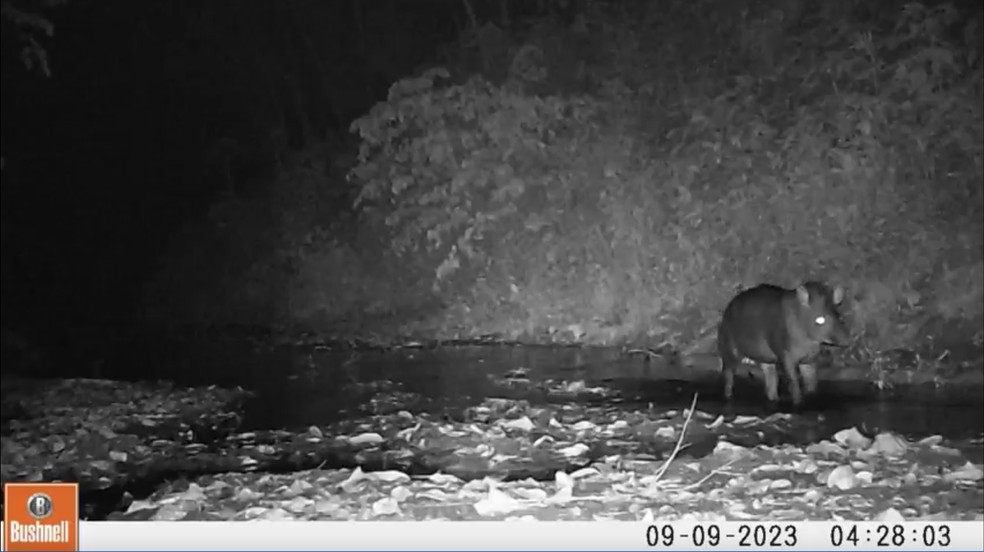 Espécies como queixadas, antas, macacos-aranha e barrigudos, todos considerados engenheiros ecológicos por influenciarem diretamente o ambiente ao seu redor, também foram documentadas — Foto: Projeto Rio Muru