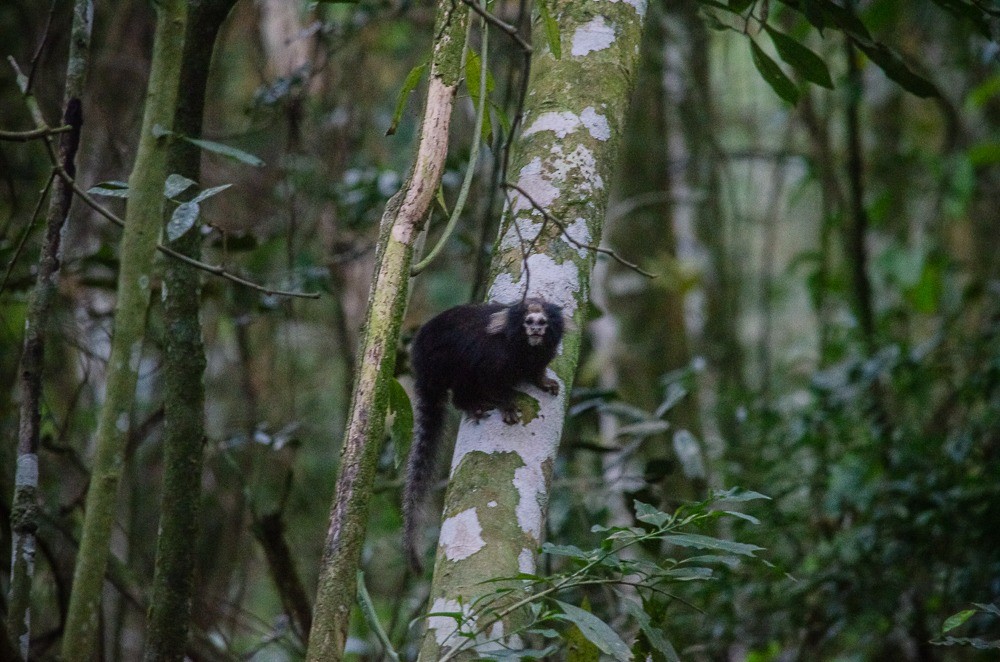 Espécie rara de sagui ameaçada de extinção é avistada em Santa Maria Madalena, no RJ
