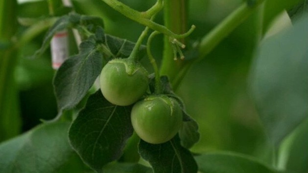 'Tomatinhos' no pé de batata? Entenda fenômeno que assustou produtor em MG