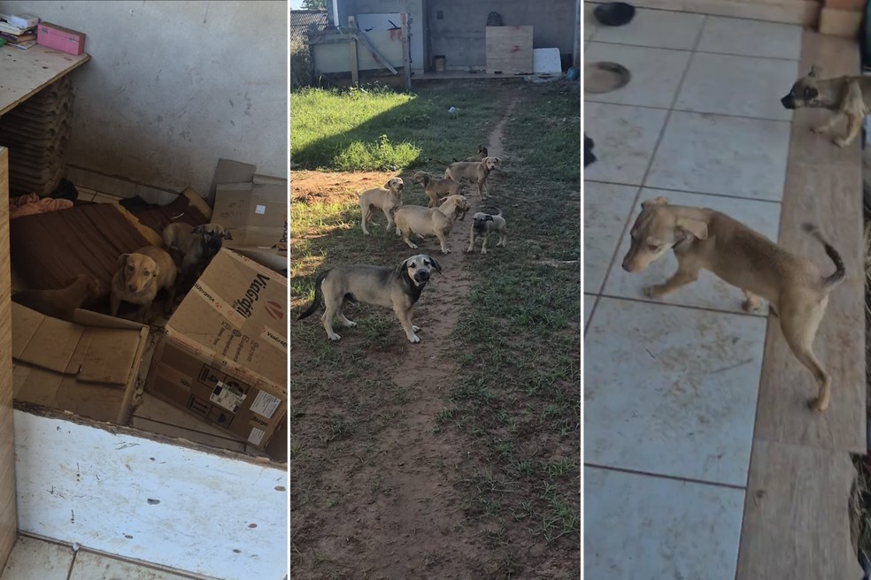 Cães foram resgatados pela polícia e serão encaminhados para adoção — Foto: Reprodução