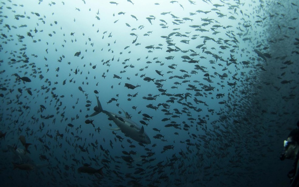 Atum passa por cardume de peixes menores, observado por um mergulhador, na Reserva Marinha de Galápagos. — Foto: Jorge Silva/Reuters
