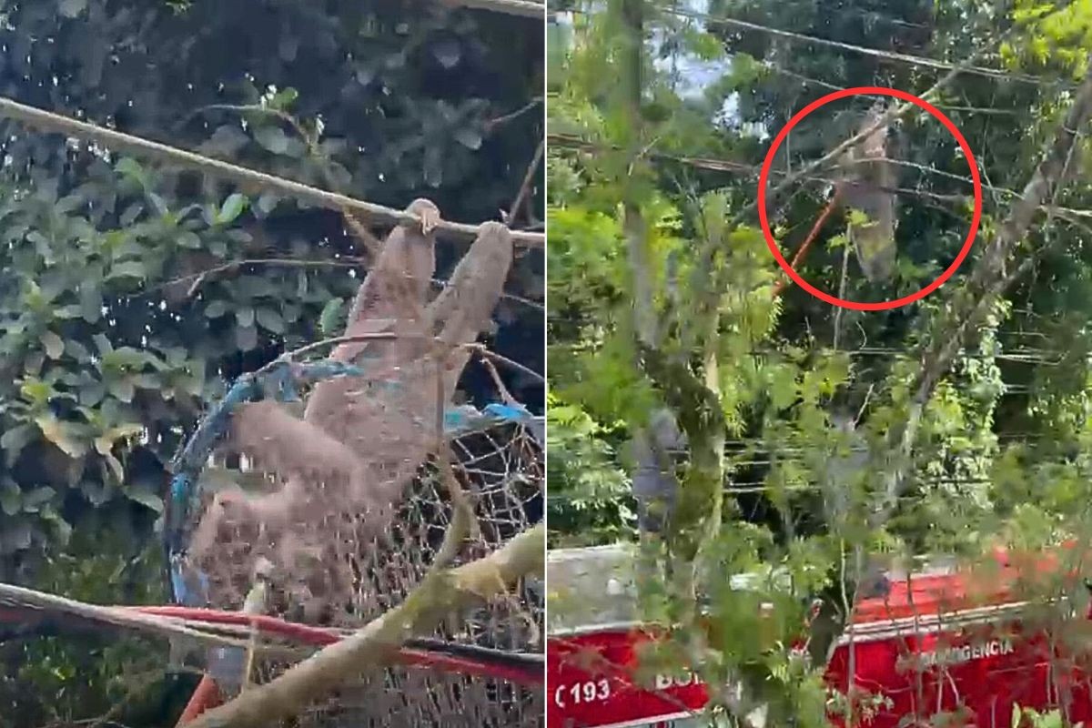 Bicho-preguiça é resgatado após subir em fiação de rede elétrica no litoral de SP; VÍDEO