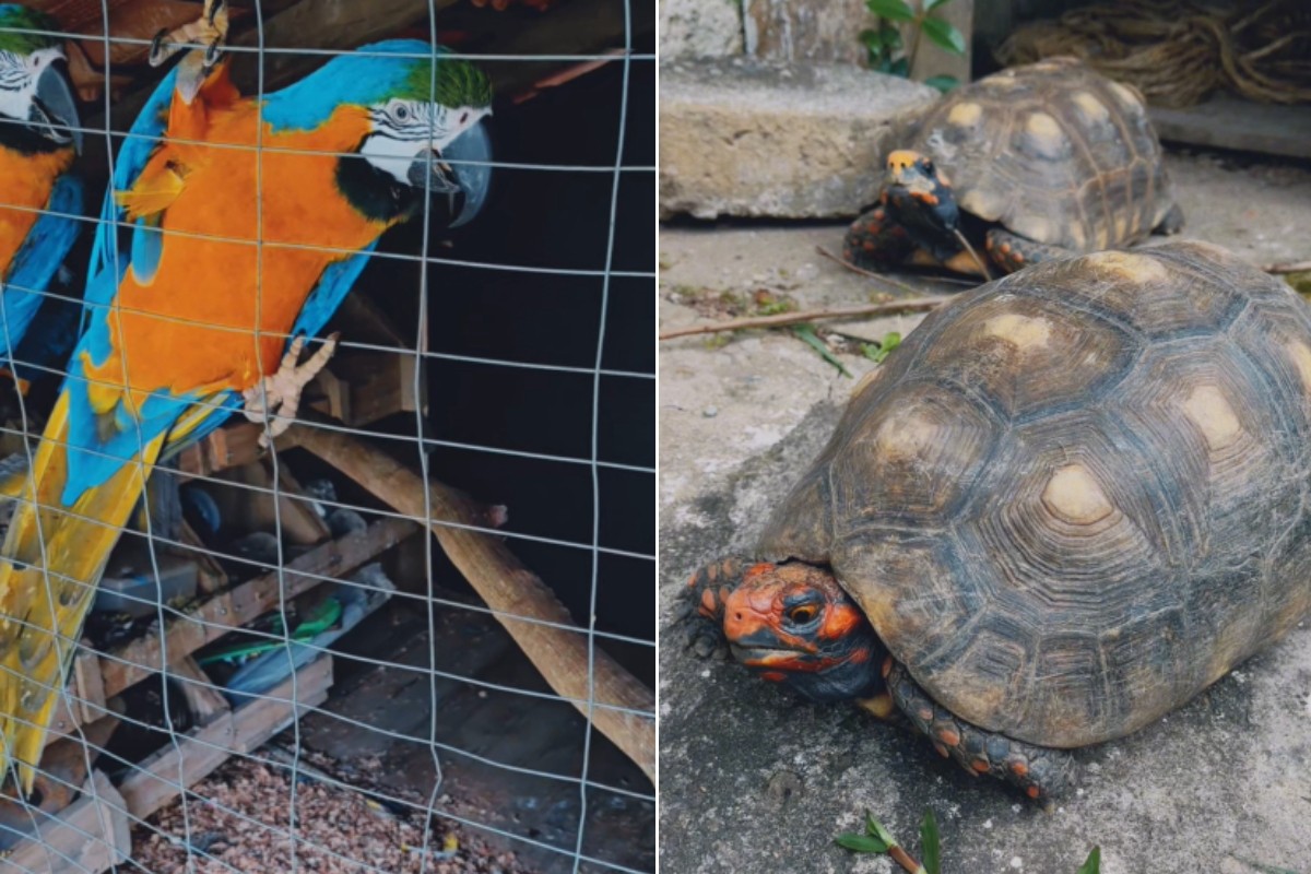 Polícia Ambiental descobre cativeiro após ouvir canto de araras e resgata seis animais em SP; VÍDEO