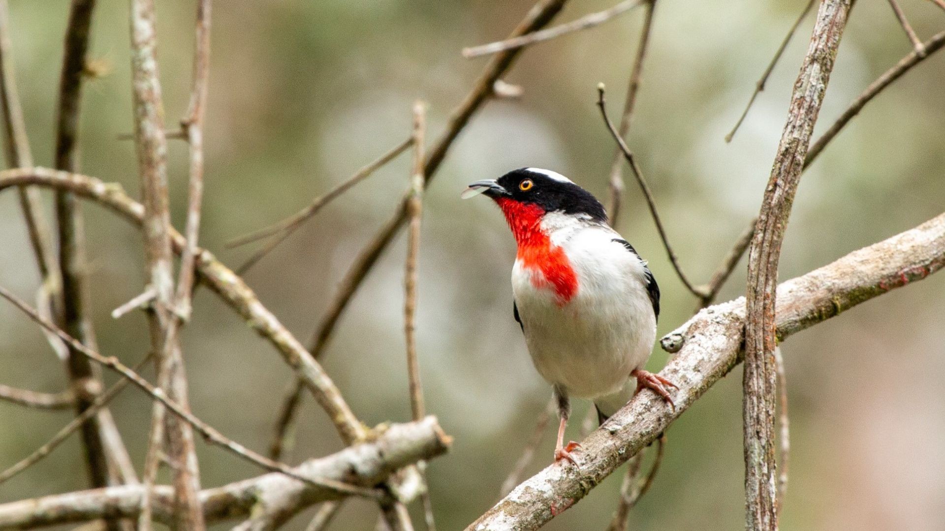 Parque é criado para proteger ave em extinção encontrada apenas no ES