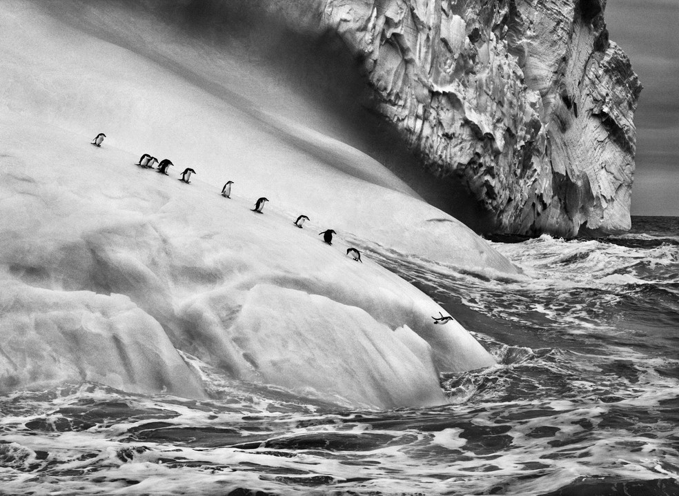 'Pinguins de Barbicha' sobre icebergs localizados entre as ilhas Zavodovski e Visokoi, próximo da Antártida. — Foto: Sebastião Salgado 