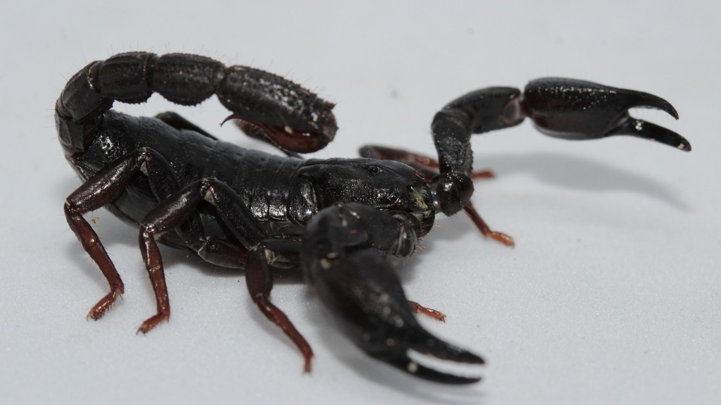 Escorpião amazônico pode revolucionar tratamento do câncer de mama