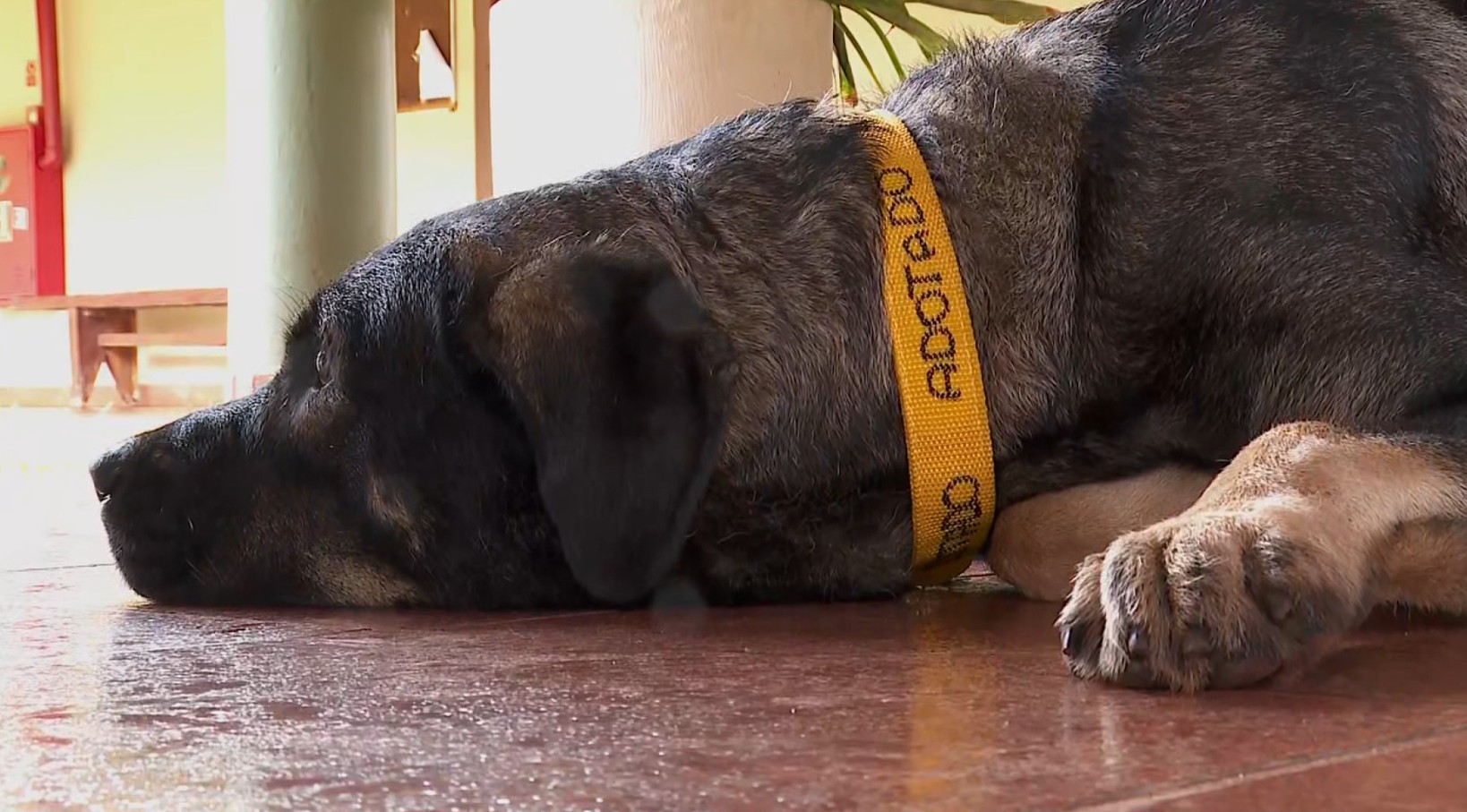 Polícia Civil investiga empresário suspeito de atirar na direção de cachorro comunitário em Ituverava; VÍDEO