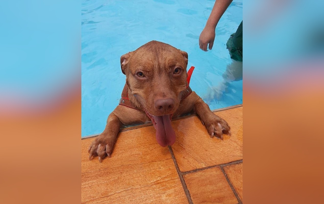Onda de calor: veterinária alerta que nem todos os cachorros sabem nadar 'Não é um instinto universal'