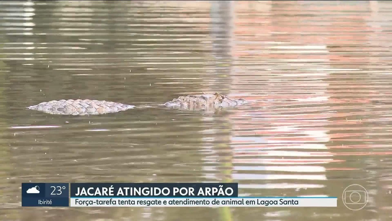 Jacaré ferido por arpão mobiliza força-tarefa por atendimento veterinário em lagoa da Grande BH