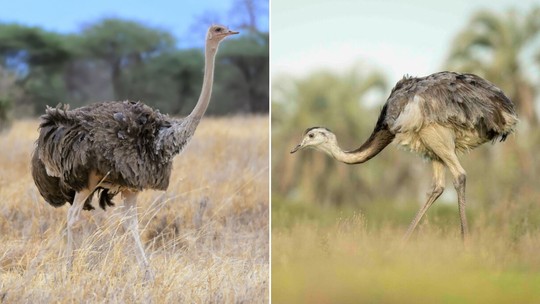 Ema ou avestruz? Saiba como diferenciar as aves - Foto: (Ad Konings/Luciano Massa/iNaturalist)