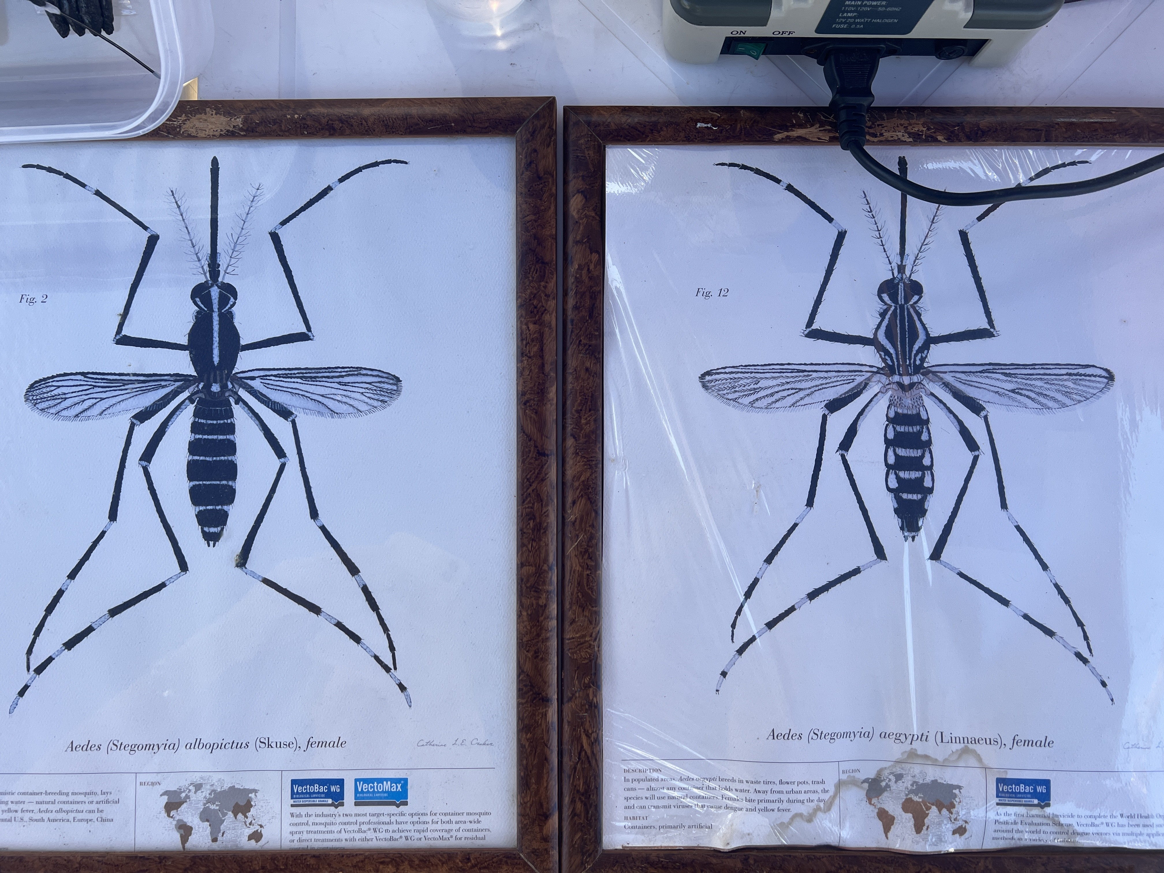 Prefeitura de Florianpolis intensifica estratgias de combate ao mosquito Aedes aegypti
