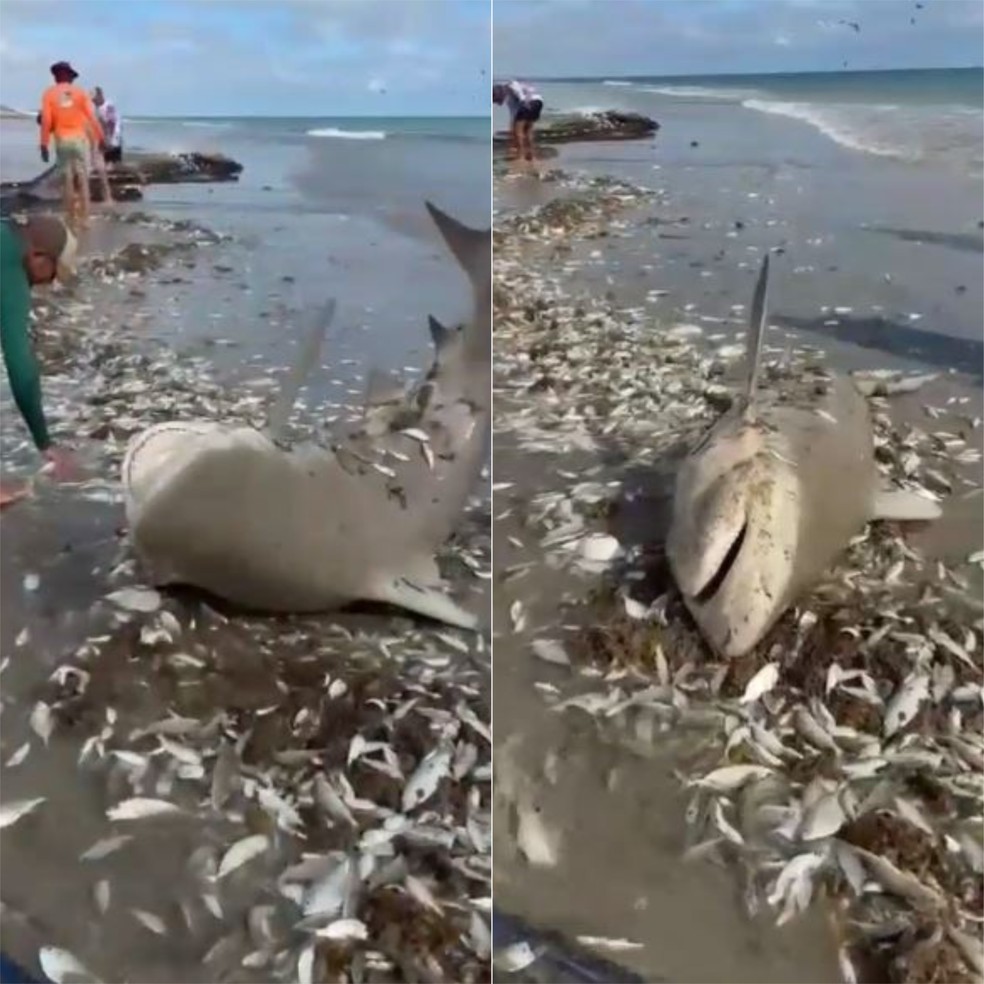 Tubarão foi 'capturado' em Galinhos, no RN — Foto: Reprodução
