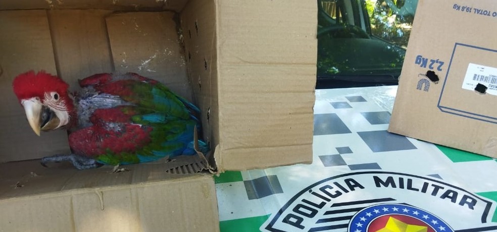 Filhotes de aves silvestres mantidos em cativeiros são apreendidos, em Teodoro Sampaio (SP) — Foto: Polícia Ambiental