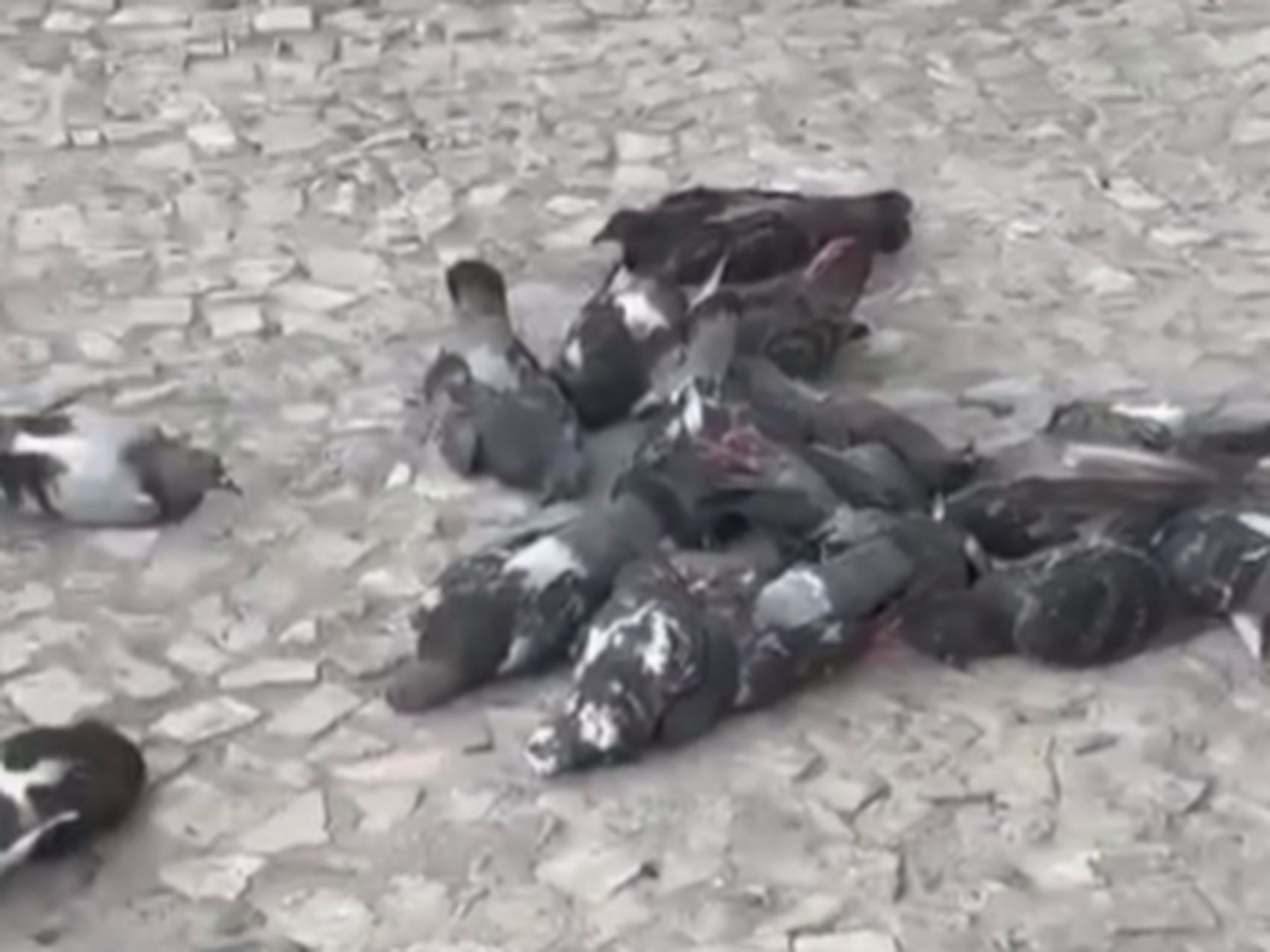 Polícia Civil investiga morte de dezenas de pombos em Itabaiana