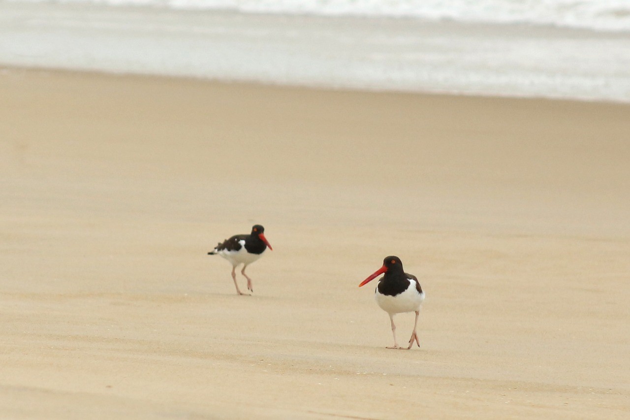 Cientistas encontram substâncias tóxicas em aves marinhas mortas no litoral de SP