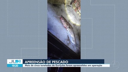 Mais de cinco toneladas de Gurijuba foram apreendidas em operação policial