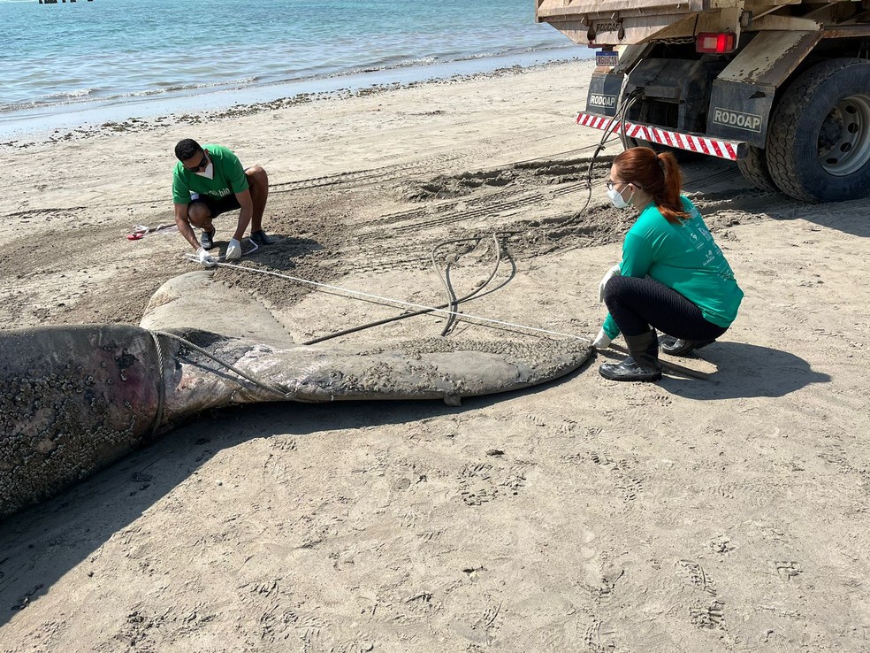 Equipe do Instituto Biota mede baleia morta na Praia da Ponta Verde, em Maceió — Foto: Instituto Biota de Conservação