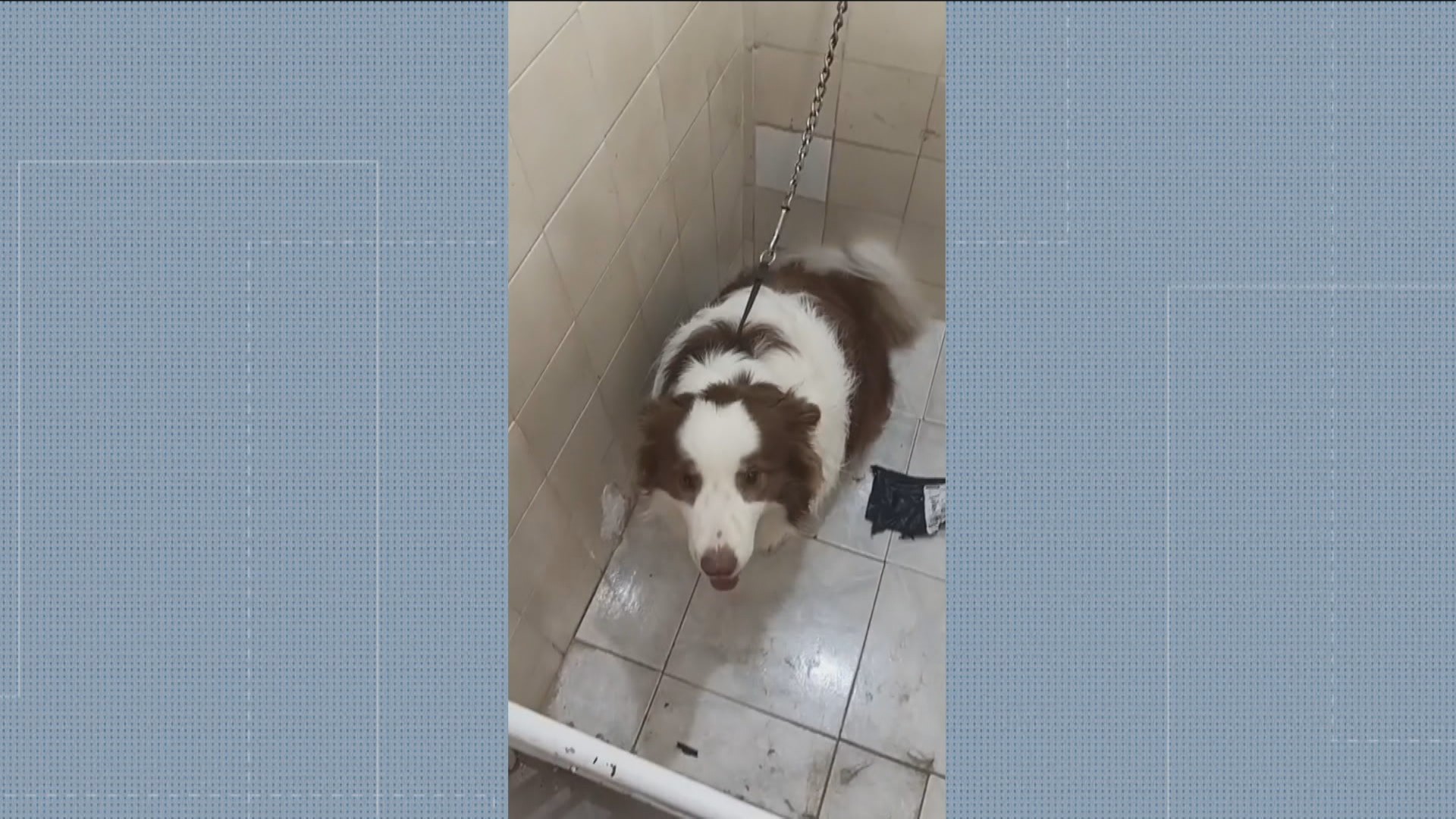 Donos de creche para cães em Botafogo são indiciados por maus-tratos após denúncia de ex-funcionário