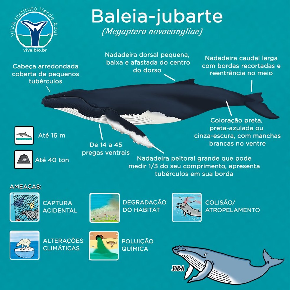 Ilustração de uma jubarte mostra a região das pregas ventrais (parte branca abaixo da boca). — Foto: VIVA Instituto Verde Azul