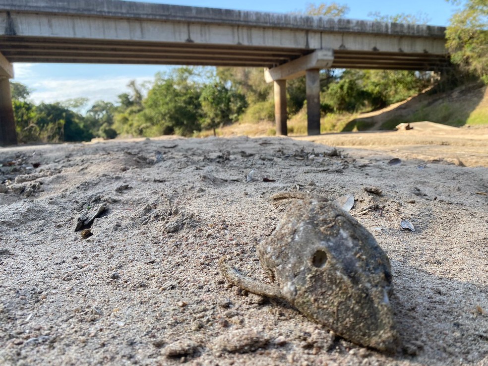 Foto mostra peixe morto aps seca do rio Perdido em Caracol (MS) — Foto: Thalyta Andrade/