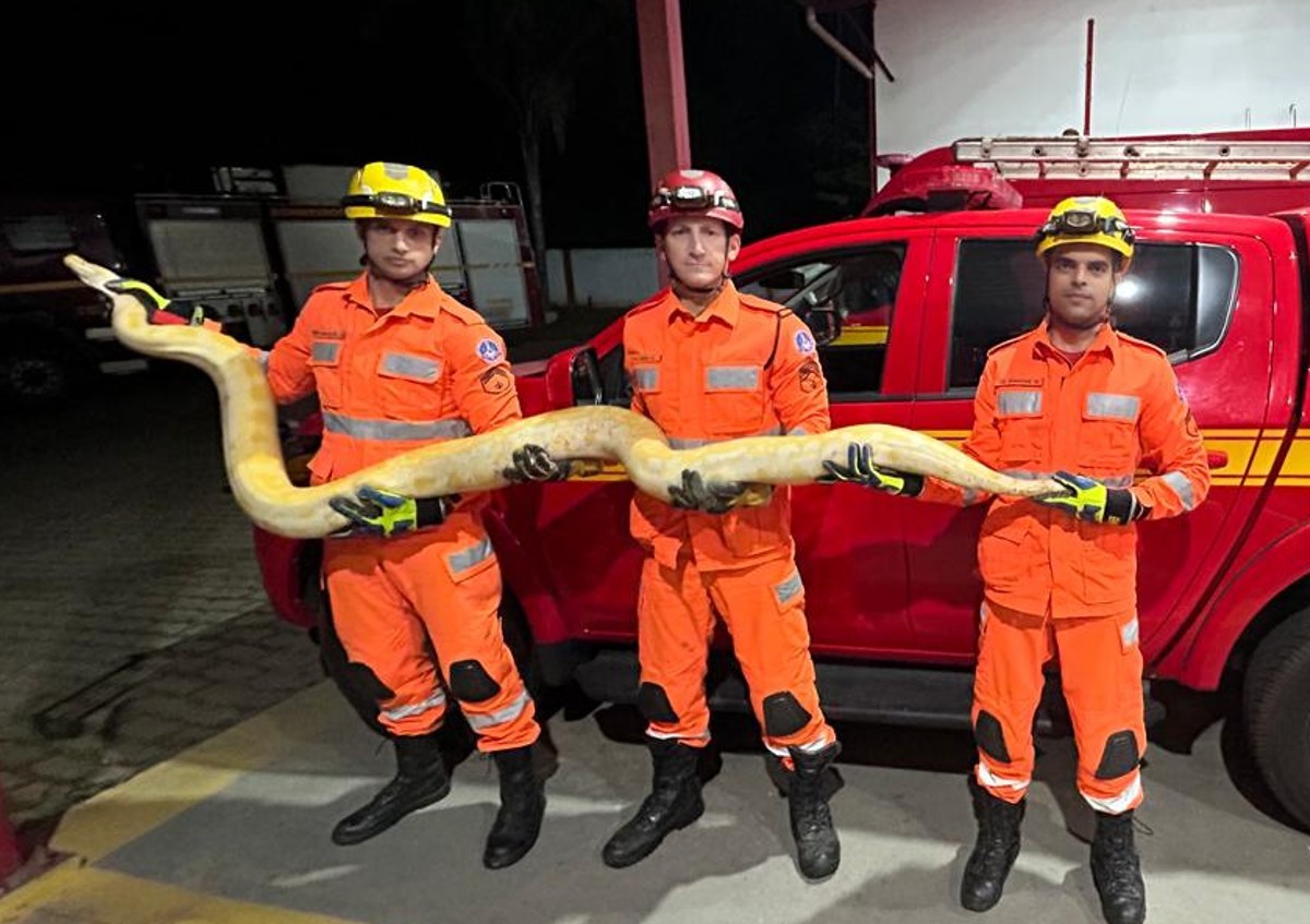 Cobra píton de 4 metros, não originária do Brasil, é encontrada por morador no interior de MG