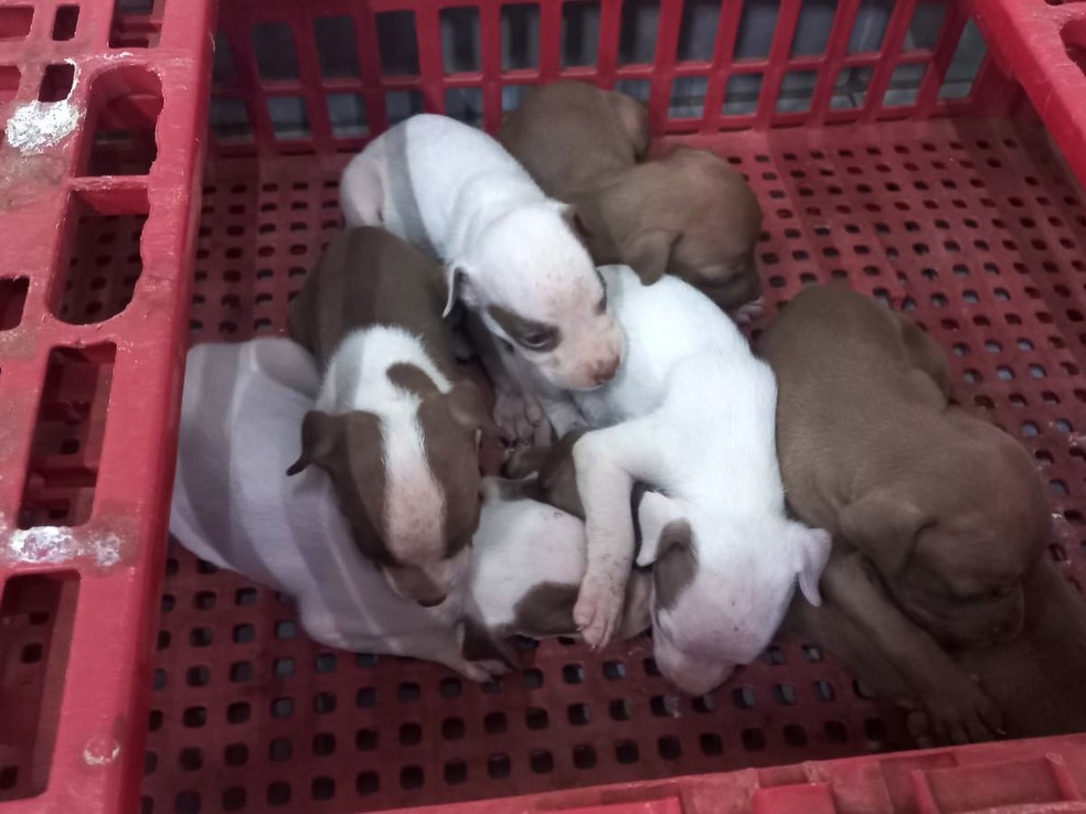 Filhotes resgatados em Ituiutaba &mdash; Foto: PMMA/Divulga&ccedil;&atilde;o