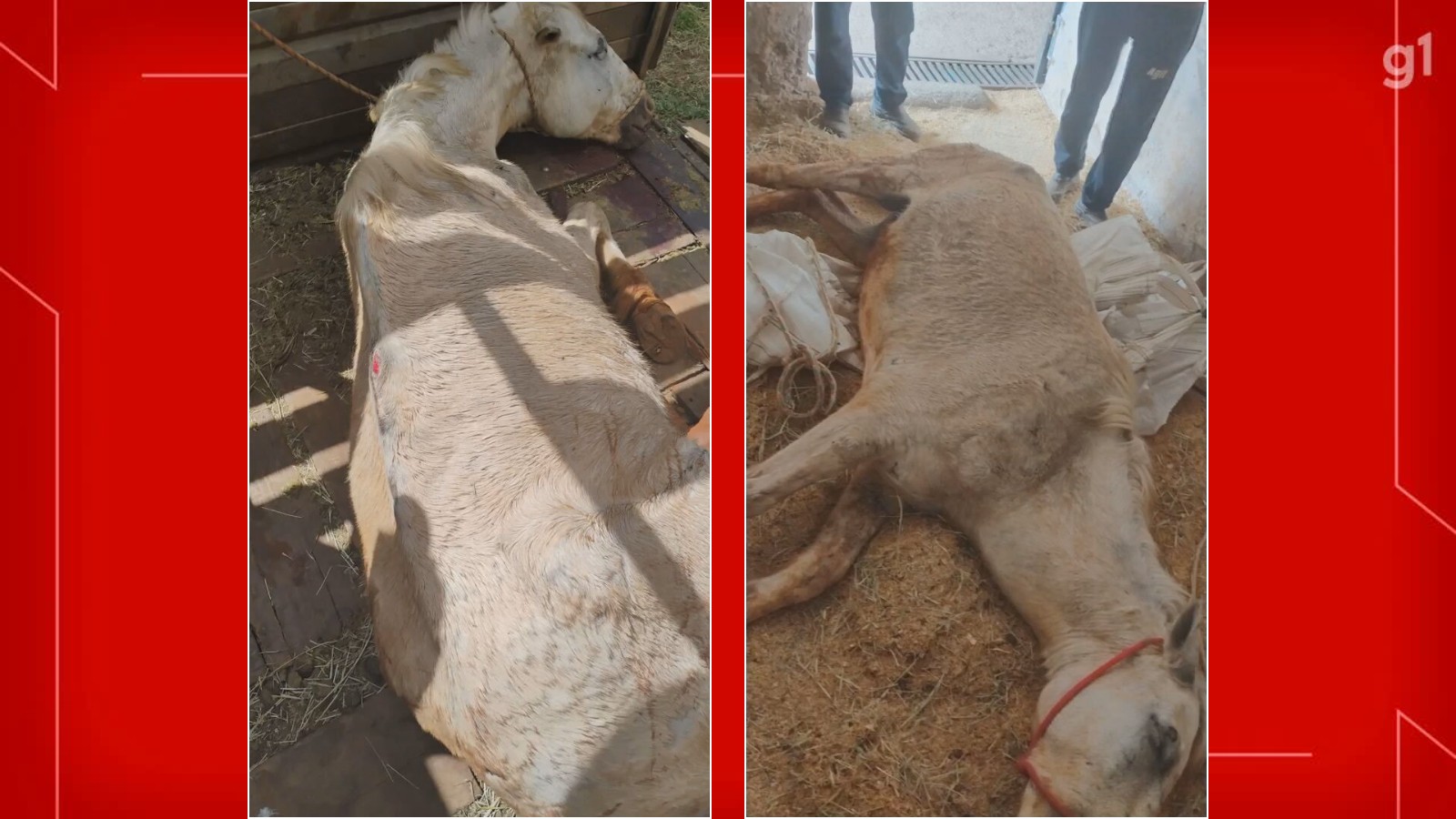 Cavalo é sacrificado no DF após ser resgatado, furtado, vendido ilegalmente e abandonado de novo