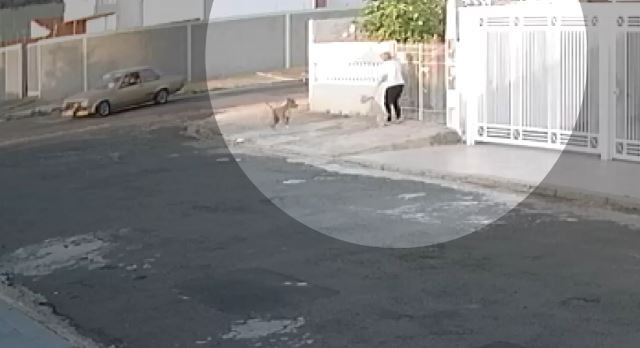 Vídeo mostra ataque de pitbull a mulher e poodle na rua em Campinas