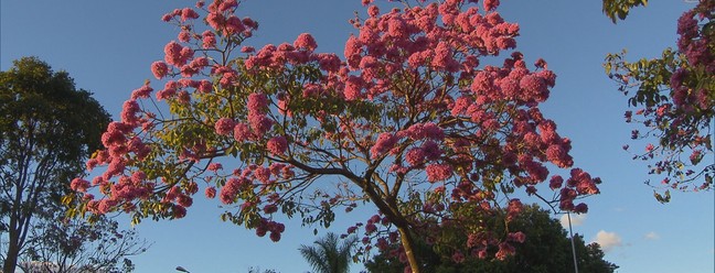 Ip&ecirc; roxo em Bras&iacute;lia &mdash; Foto: TV Globo/Reprodu&ccedil;&atilde;o