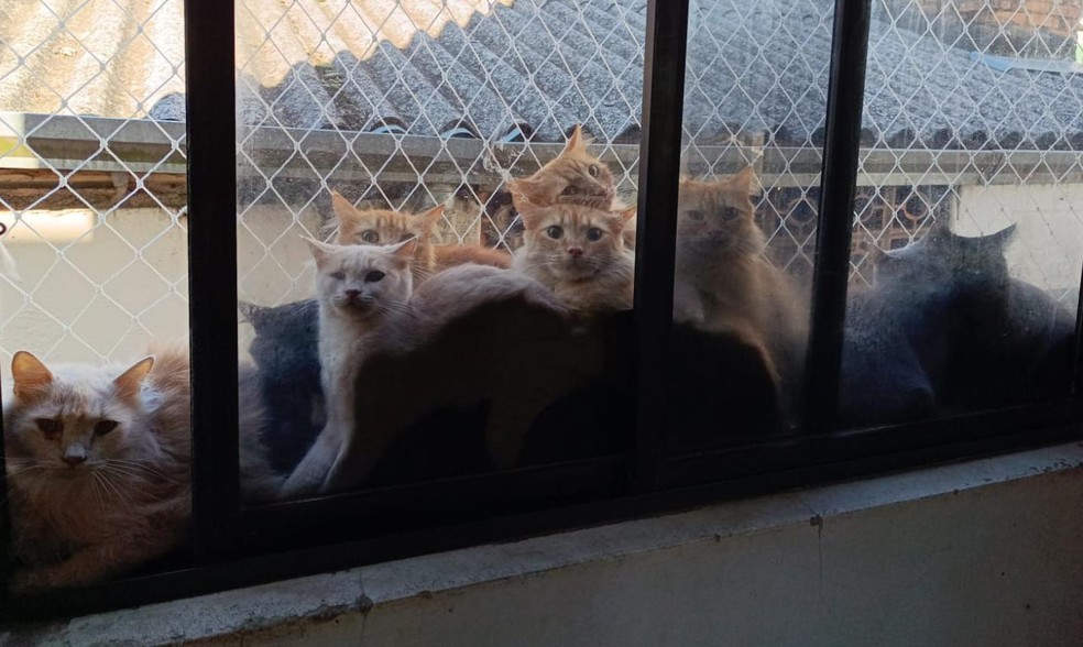 Gatos se aglomeravam até nas janelas do apartamento em Concórdia (SC) — Foto: Prefeitura de Concórdia/Divulgação